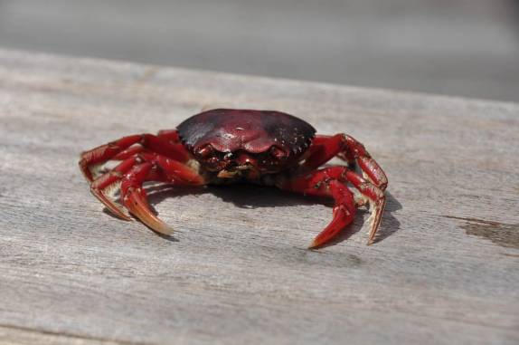 Um carangueijo fluvial na Reserva do Mamirauá, região de Tefé, no Amazonas